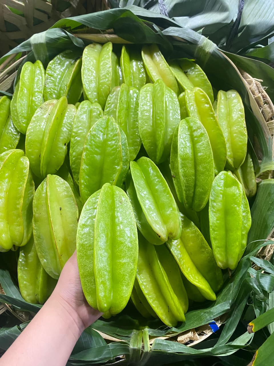 Fruit Procurement