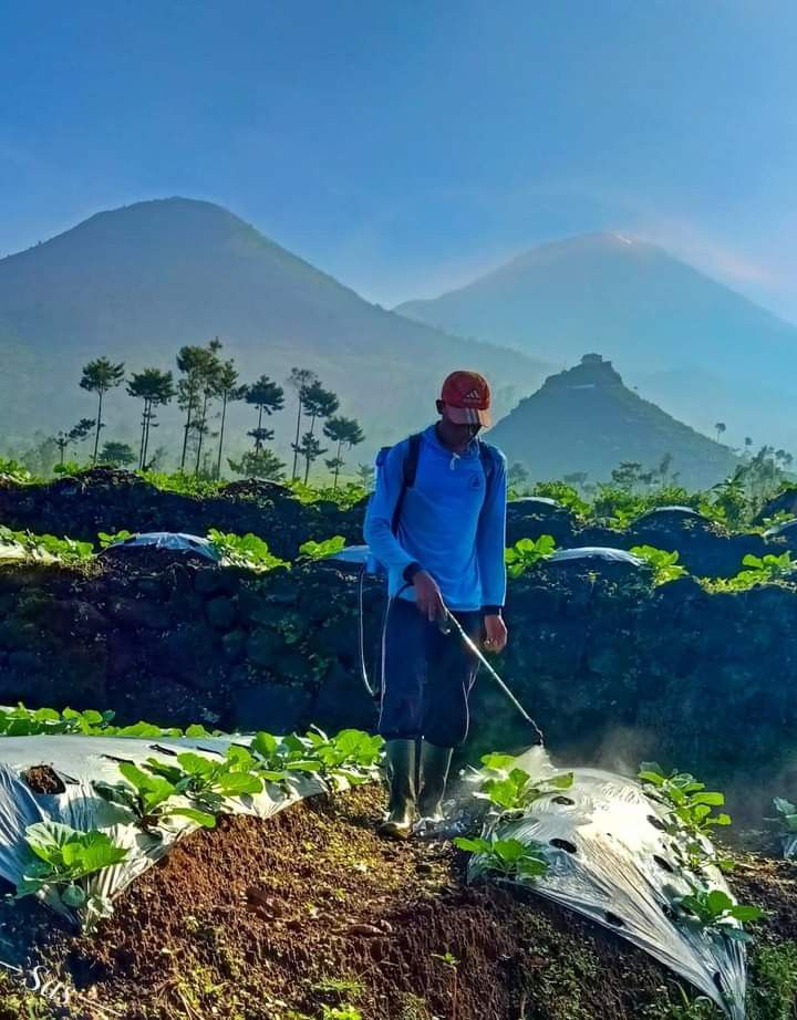 Local Farmers