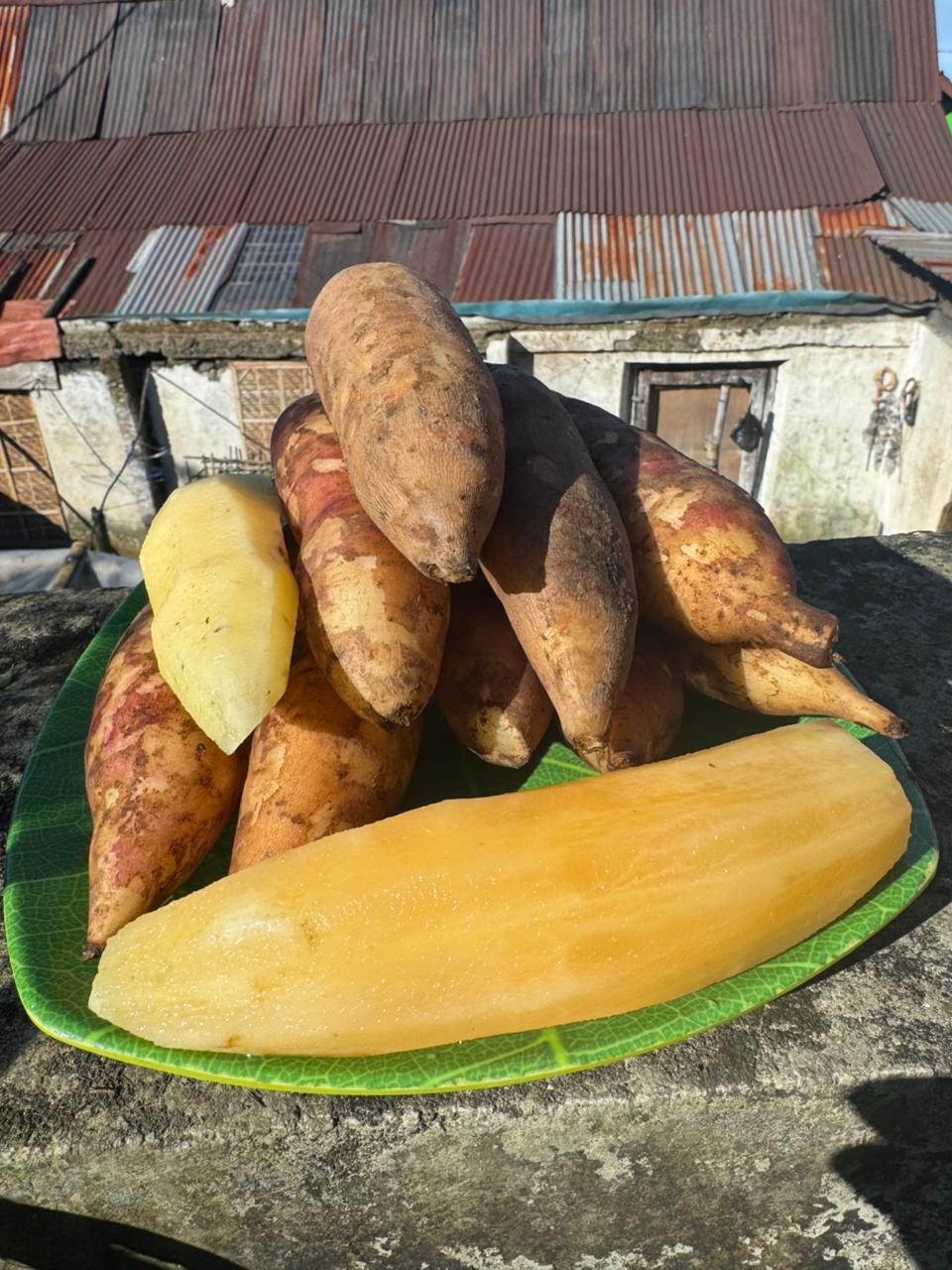 Yacon root