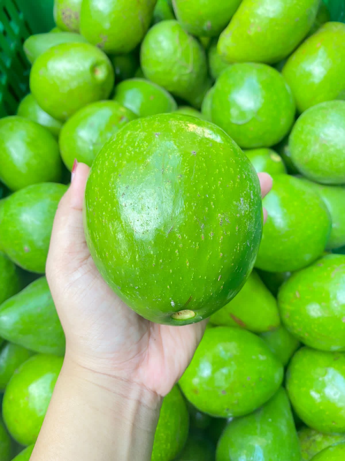 Avocado